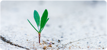 Alkalma-AI Mental Wellness App